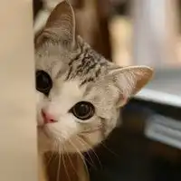 萌宠猫咪情侣头像最新猫咪情侣头像不带人