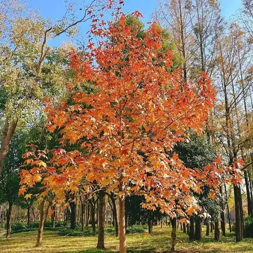 最是橙黄橘绿时,来交换一张你拍的公园照片吧