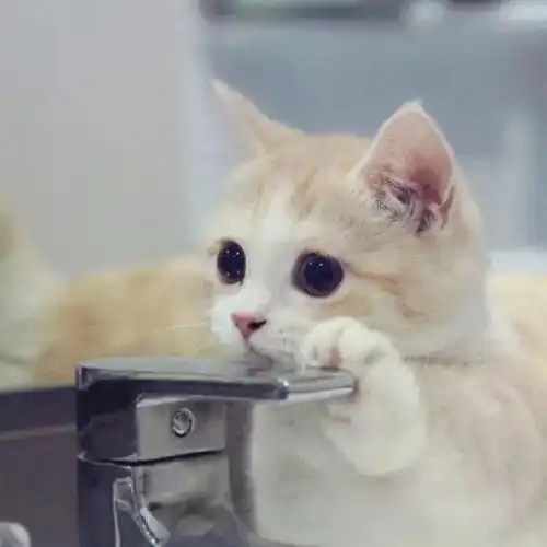 萌宠头像猫咪猪猪柯基头像