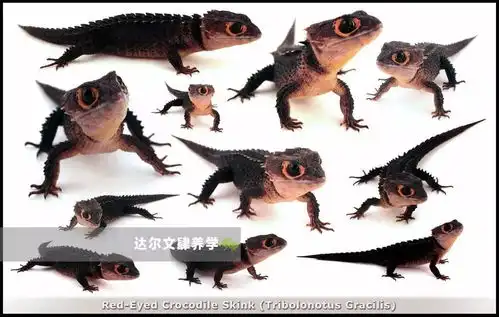 红眼鹰蜥它是不是更像驯龙高手里的无牙仔一个爬宠界的戏精