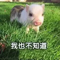 哈哈哈有学生因寝室内养小猪佩奇,被通报了