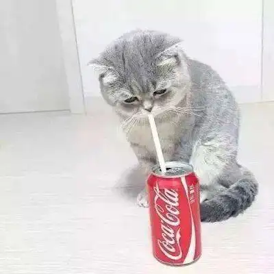 猫小鱼儿碗里不安全,你快来我嘴里