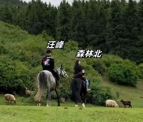 突发森林北报案