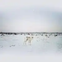 微信人在雪地里的头像雪地里的唯美头像