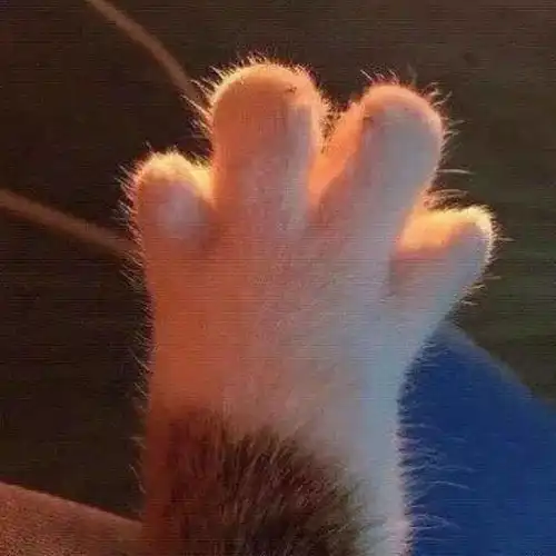 动物情侣头像
