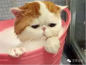 不解释的才叫从容