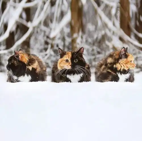 ins上有位妹子养了一只喵,从右边看是橘猫,从左边是黑猫像精灵一样