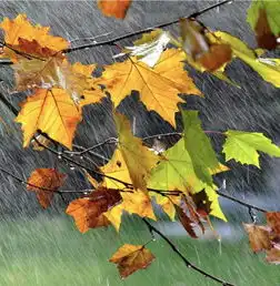 朗读秋天的雨是一把钥匙,轻轻地把秋天的大门打开了