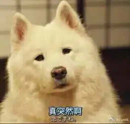 请问图中的狗出自哪部日剧
