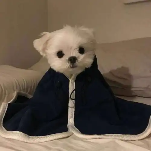 头像什么的当然是小动物最可爱了