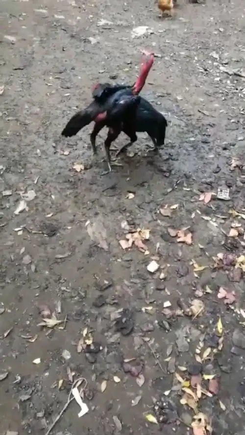 斗鸡较量,毛鸡实力明显略逊一筹