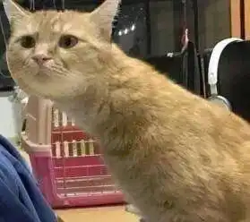 一组猫咪的情侣头像,够沙雕