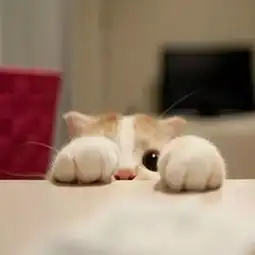你做了谁脚边的那只猫