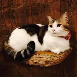 求和这只猫情侣头像,要一只狗