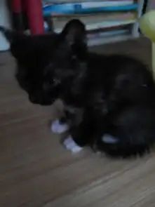 一个月左右的黑猫左图,什么时候能长成这样右图一个星期能长多大