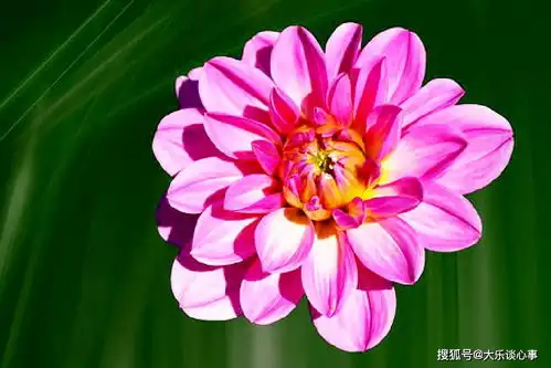 发自内心的新年祝福短语,祝您元旦快乐,笑口常开