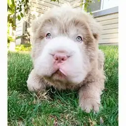 呆萌汪星人长相酷似小熊憨态可掬粉丝过万组图