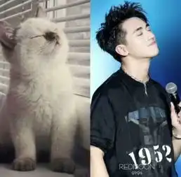 许魏洲完美复制喵星人各种表情,网友太像了,简直猫系男神本尊