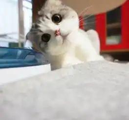 这个小猫有情侣专用头像吗