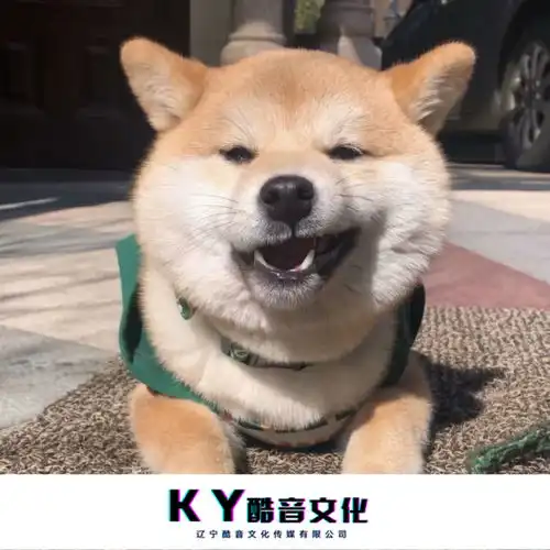 前面的人靠边靠边后边有车队高士其六少飞高音质在线试听前面的人靠边靠边后边有车队歌词歌曲下载酷狗音乐