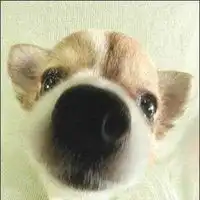 狗鼻子头像微信头像图片大全