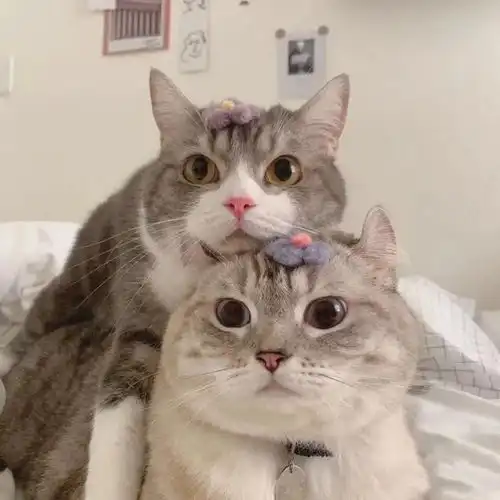 可爱搞笑头像有种脾气叫,不放弃