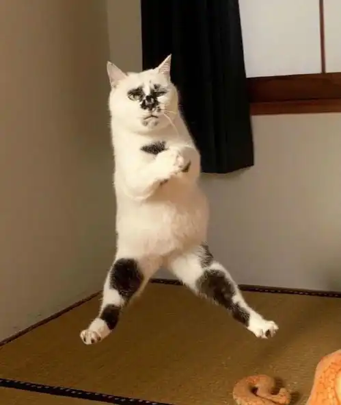 撸不动的猫二