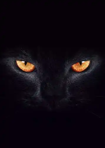 抖音很火的黑猫壁纸高清图片这只猫真帅啊