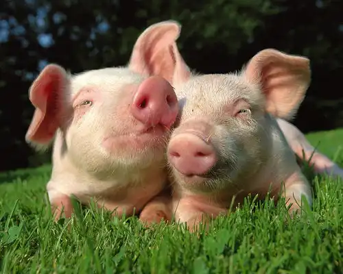 仔猪水肿病,猪场这样来治疗,效果好,不反弹