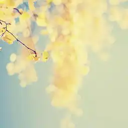 唯美秋季银杏叶背景图背景图片素材免费下载熊猫办公