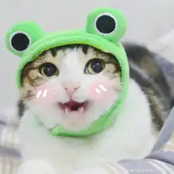 请问有配这个的情侣头像吗,以前有看到过是只猫,有的话麻烦发下谢谢啦