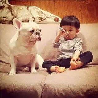 养一只斗牛犬,对于宝宝来说是多么温馨的事