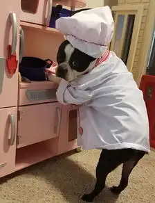 主人嫌每天给狗子做饭麻烦,狗子直接开挂要学做饭