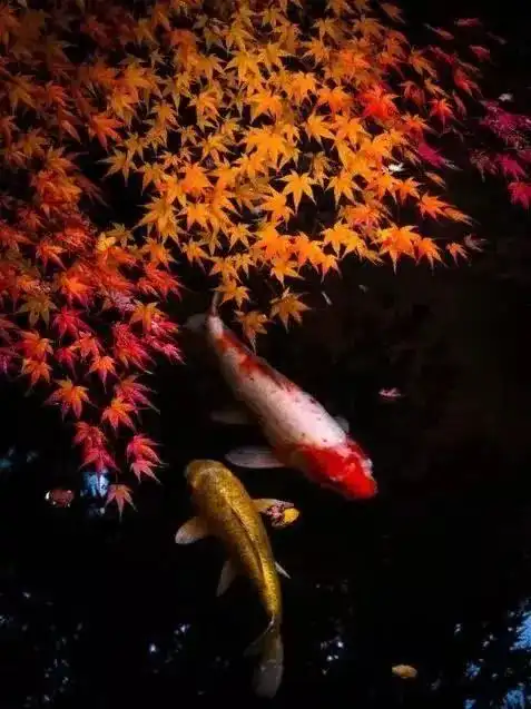 今天初十,送你一组转运锦鲤图,祝你时来运转快把好运带回家