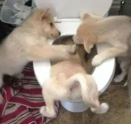 测试一个超长简介的文章