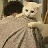 抱猫咪的情侣头像大全微信头像图片大全
