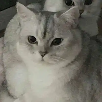 超萌猫咪情头温度在慢慢上升,属于我们的夏天要来了