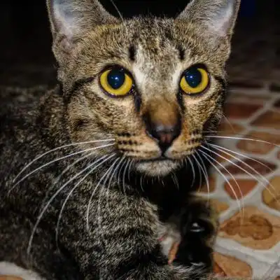 一只灰色的小猫特写,可爱猫咪头像萌图片