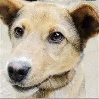 lolchampie狗头头像微信头像图片大全