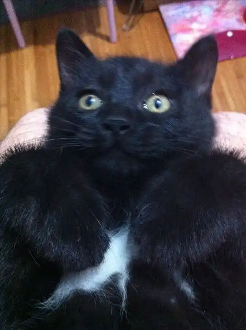 呆萌小黑猫求爱心主人多图已领养