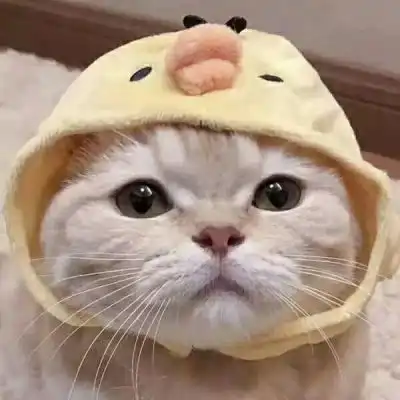 猫猫啊啊啊啊猫咪情侣头像