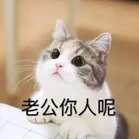 叫老公的猫猫表情包微信头像图片大全