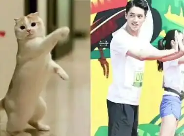 许魏洲完美复制喵星人各种表情,网友太像了,简直猫系男神本尊