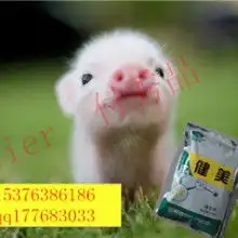 首页金朝阳健美俱乐部主营健美