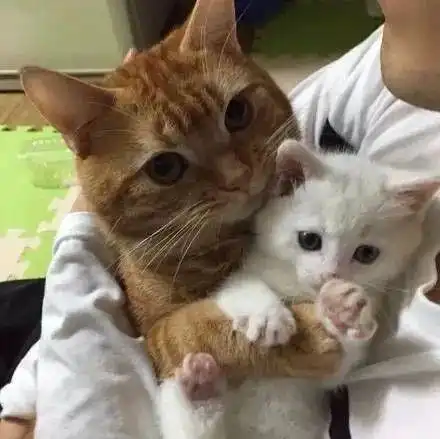 大猫抱小猫,小猫抱小小猫...带我一个好吗
