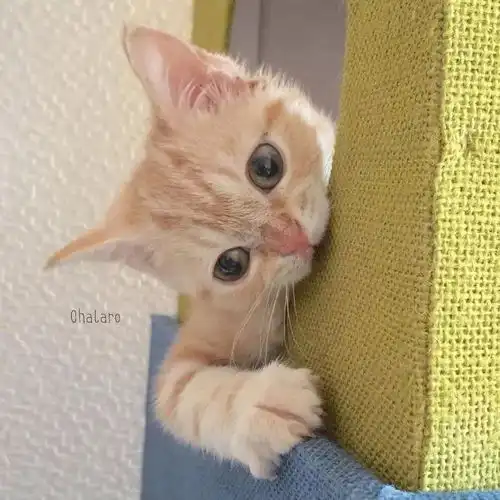 最萌不过歪头杀