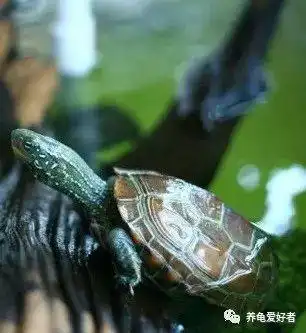 静水就是一湾死水,养不好龟,流动的水就是好水