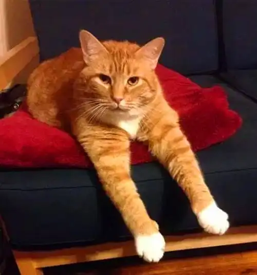 大橘猫怕冷,蹲小太阳跟前取暖,被烤到头顶冒烟都不动