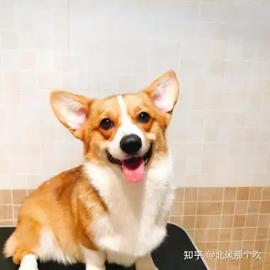 新手养狗丨第一次养狗,什么狗狗品种最好养