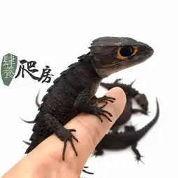 装备武士铠甲的红眼小龙据说它是驯龙高手里无牙仔的原型哦上新